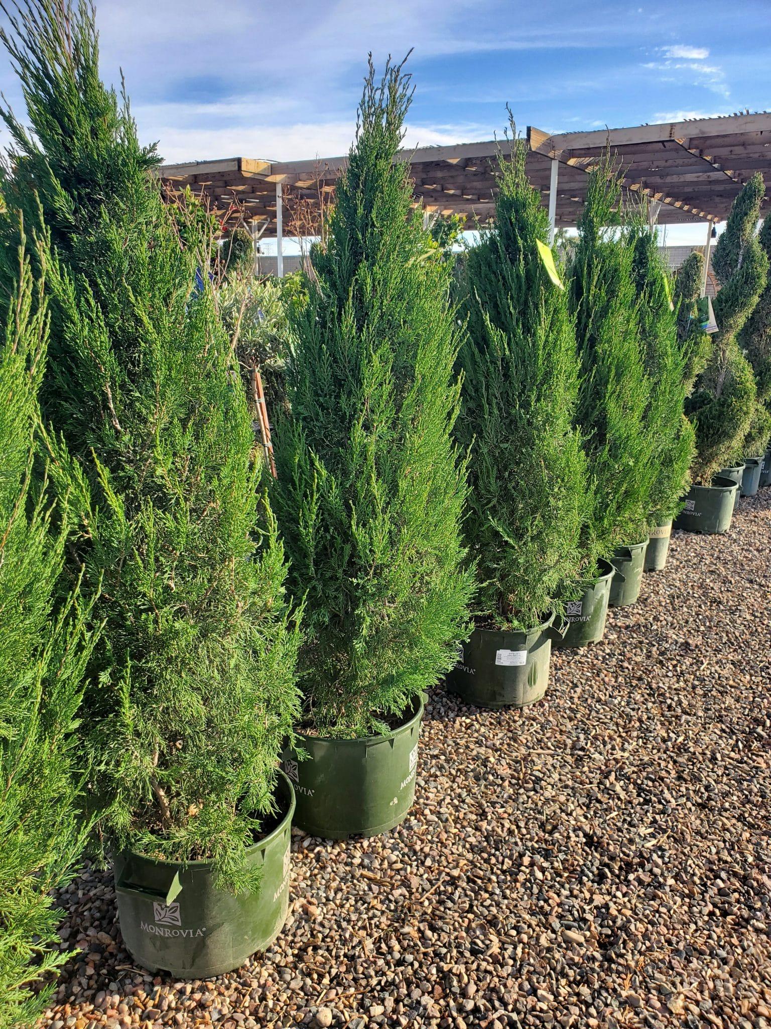 Juniperus Chinensis Spartan - View 15 from www redcrocus com