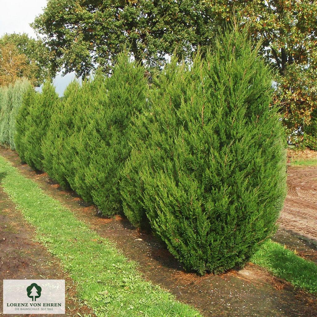 Juniperus Chinensis Spartan - View 1 from www redcrocus com