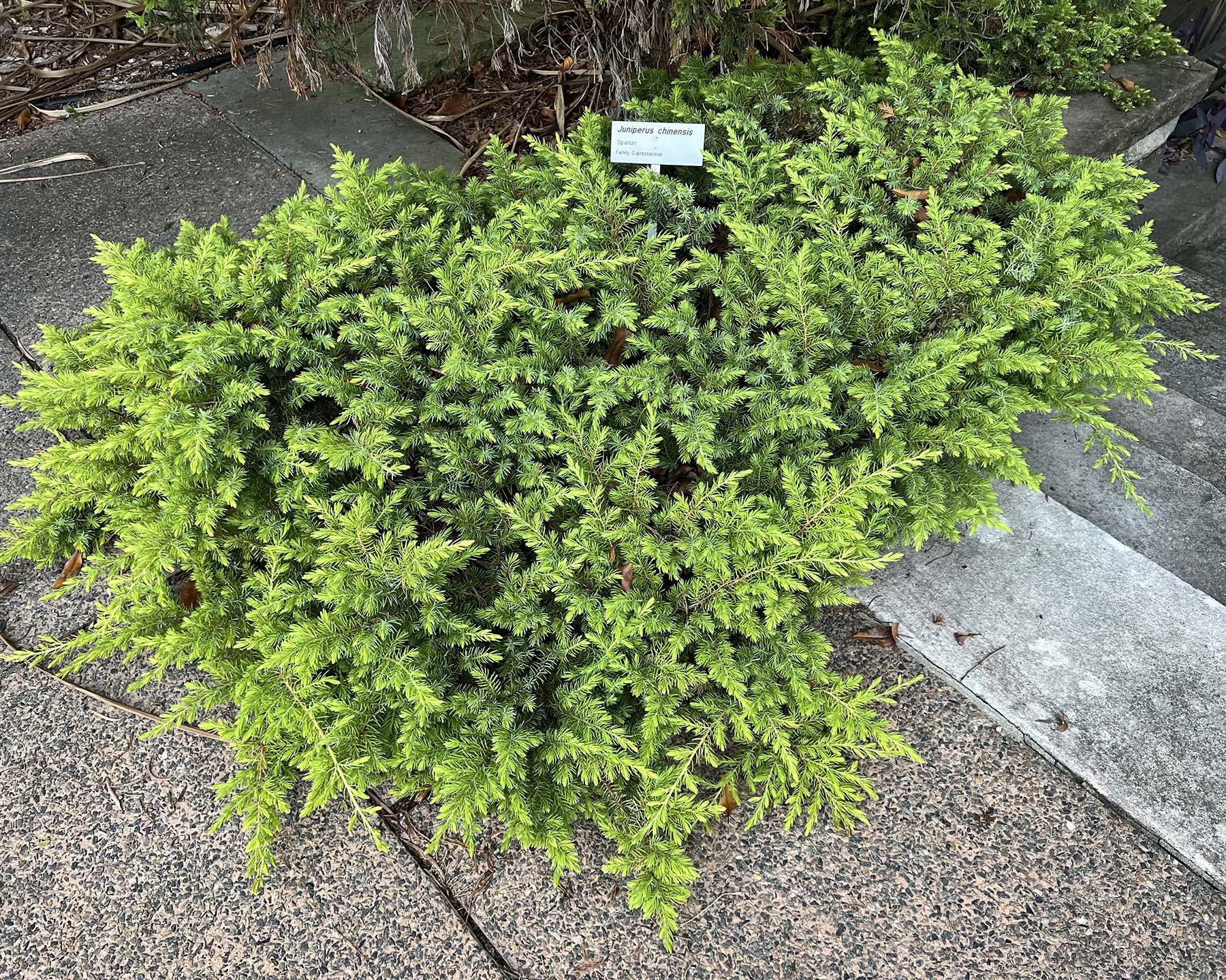 Juniperus Chinensis Spartan - View 3 from www redcrocus com
