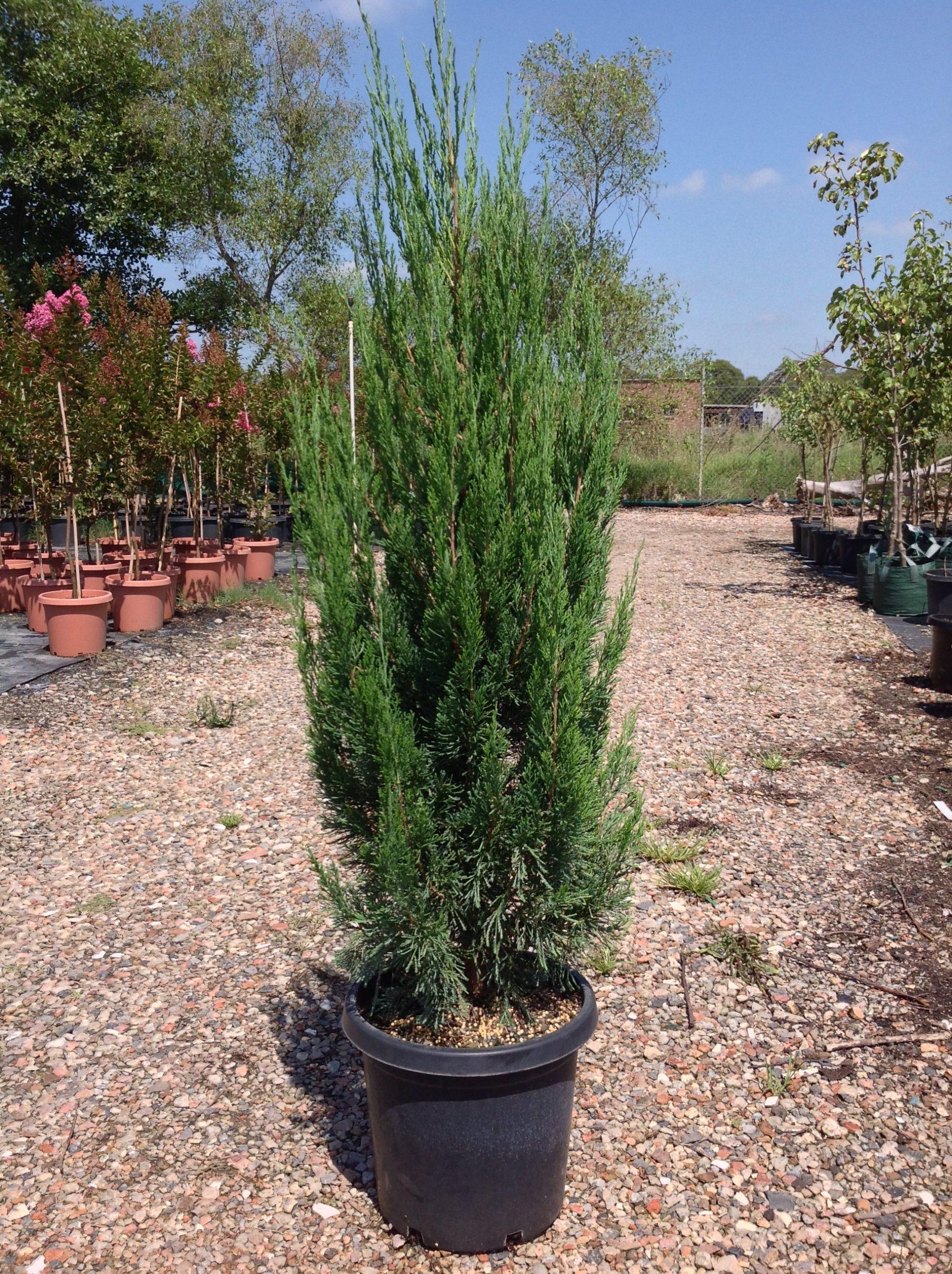 Juniperus Chinensis Spartan - View 6 from www redcrocus com