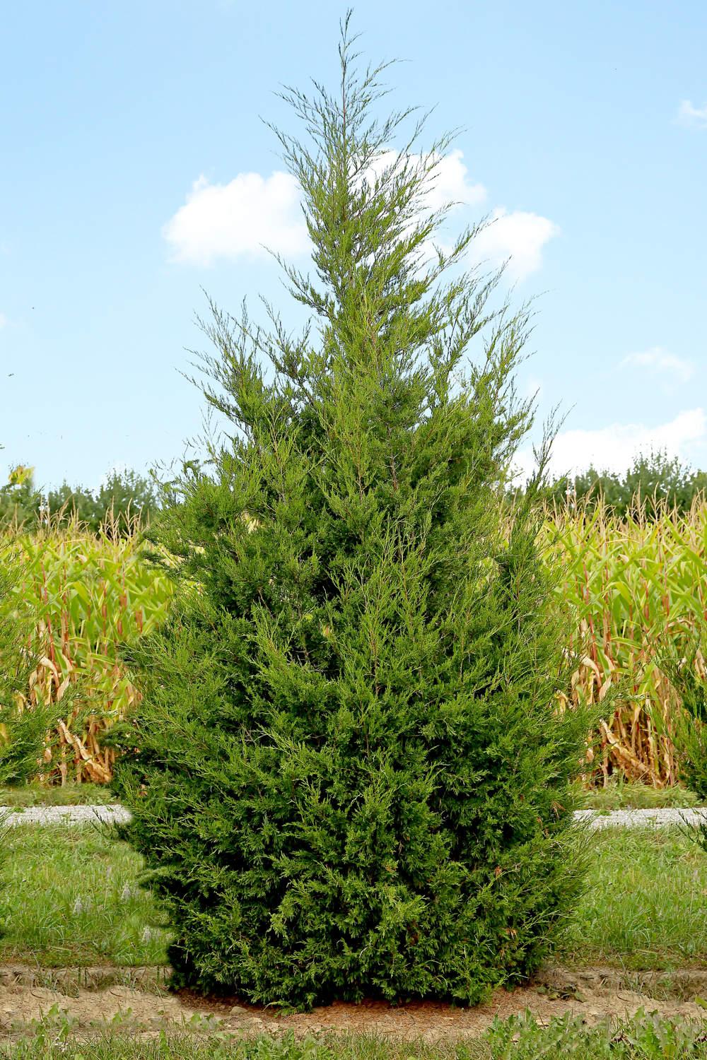 Juniperus Chinensis Spartan - View 8 from www redcrocus com