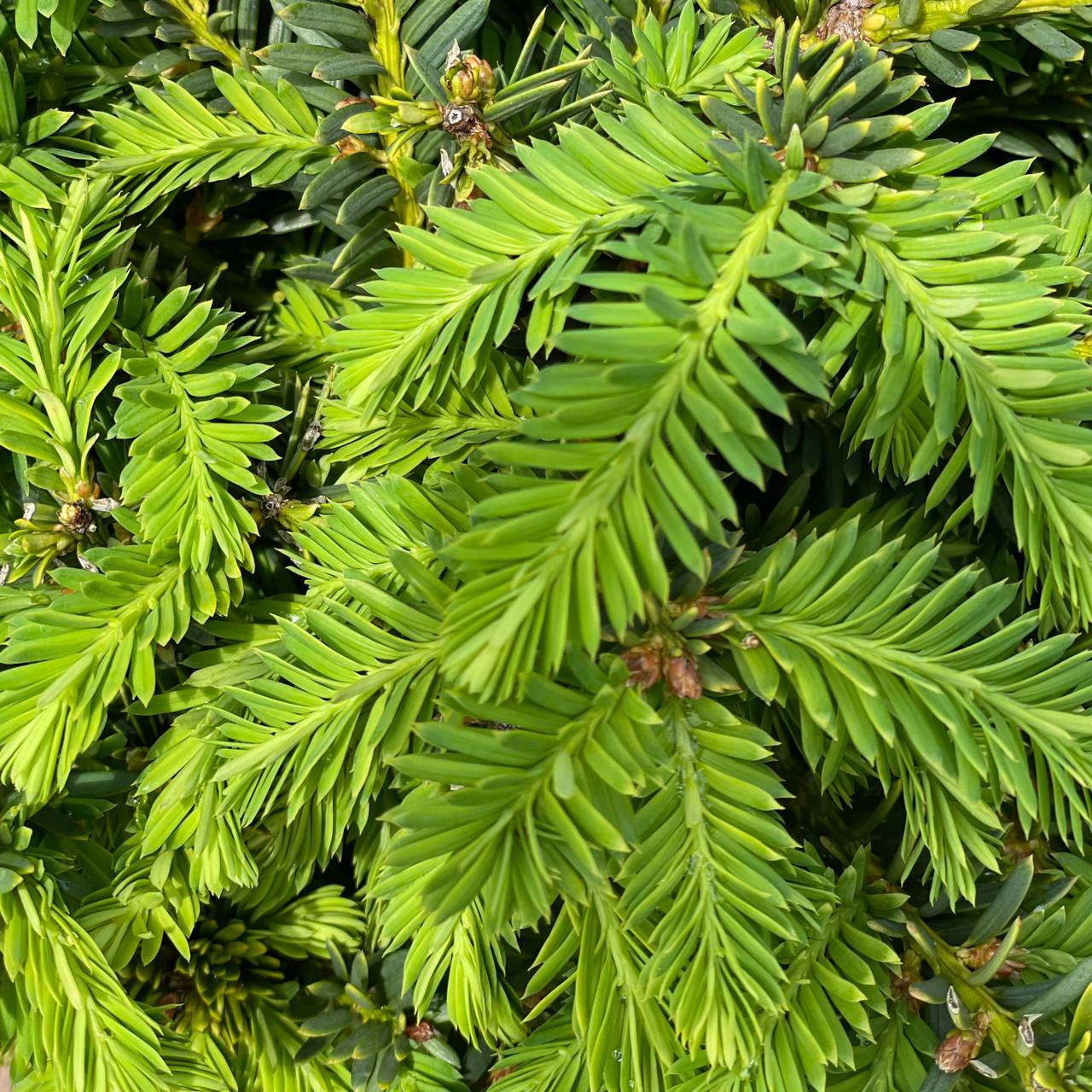 Taxus Cuspidata Monloo - View 13 from www redcrocus com
