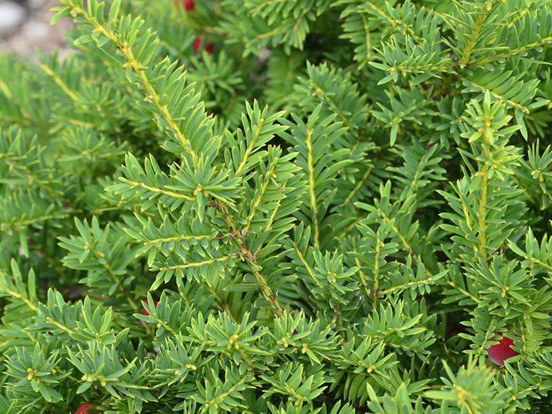 Taxus Cuspidata Monloo - View 9 from www redcrocus com