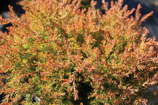 Thuja Occidentalis Fire Chief - View 13 from www redcrocus com
