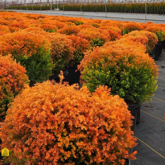 Thuja Occidentalis Fire Chief - View 1 from www redcrocus com