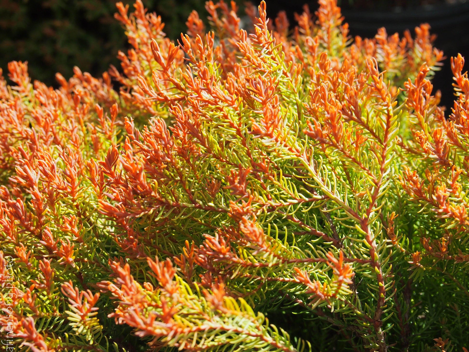 Thuja Occidentalis Fire Chief - View 7 from www redcrocus com