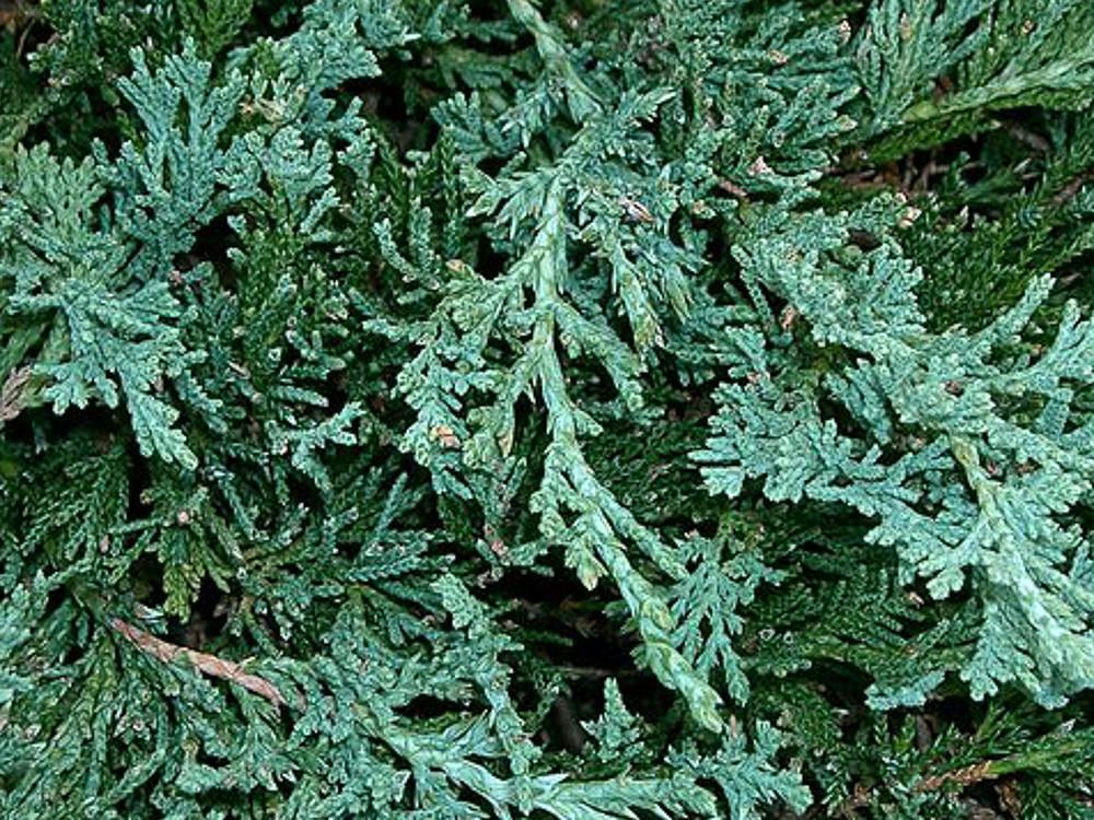Juniperus Horizontalis Wiltonii Standard - View 10 from www redcrocus com