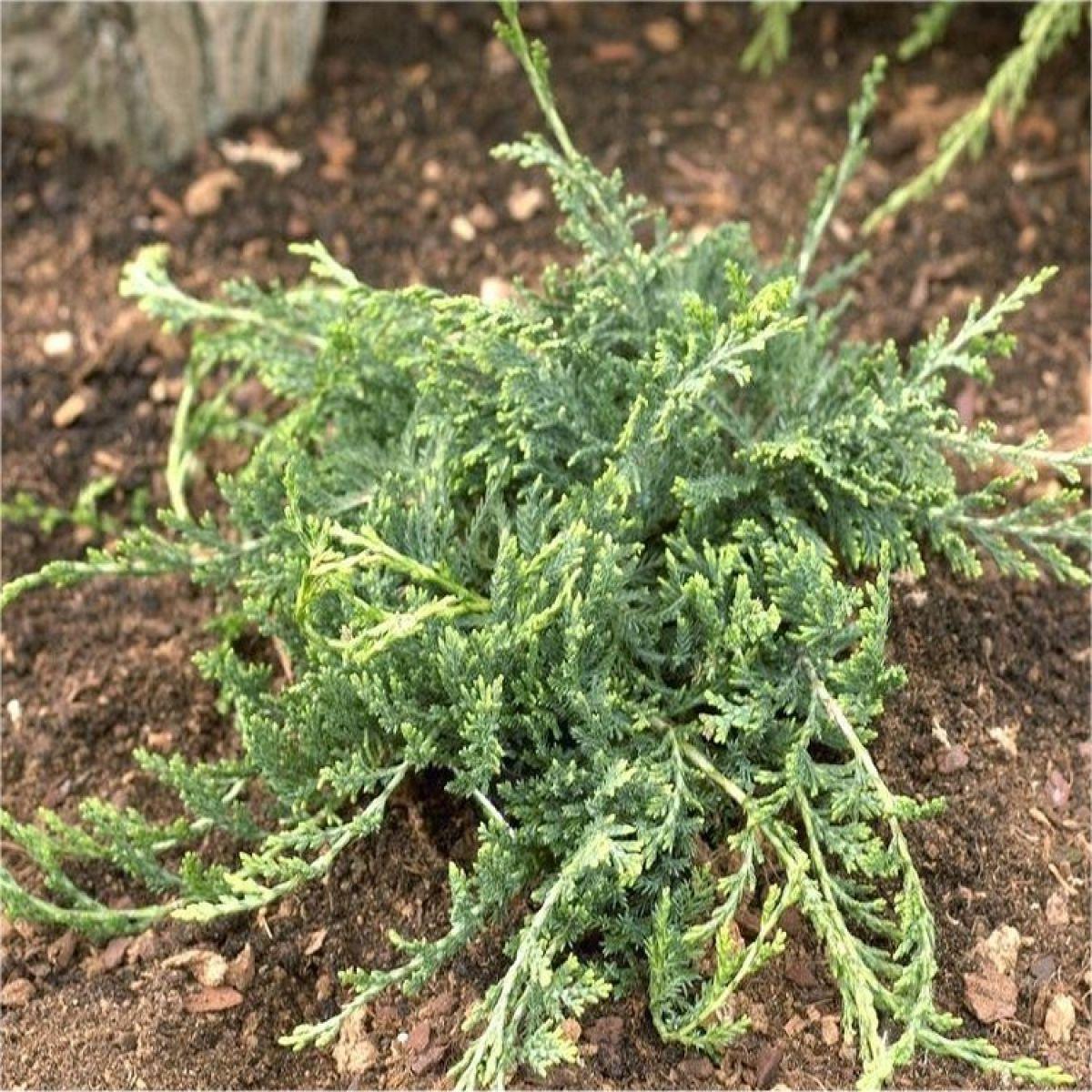 Juniperus Horizontalis Wiltonii Standard - View 13 from www redcrocus com