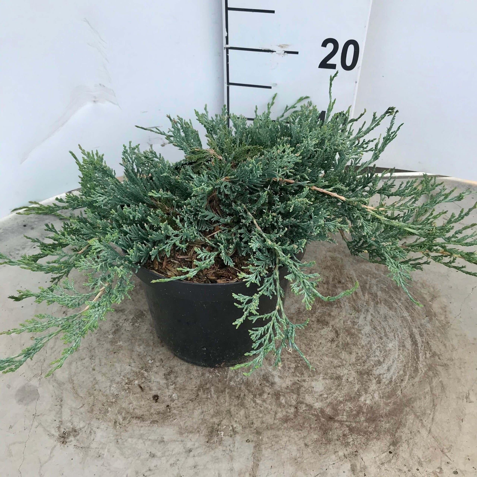 Juniperus Horizontalis Wiltonii Standard - View 14 from www redcrocus com
