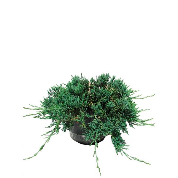 Juniperus Horizontalis Wiltonii Standard - View 16 from www redcrocus com