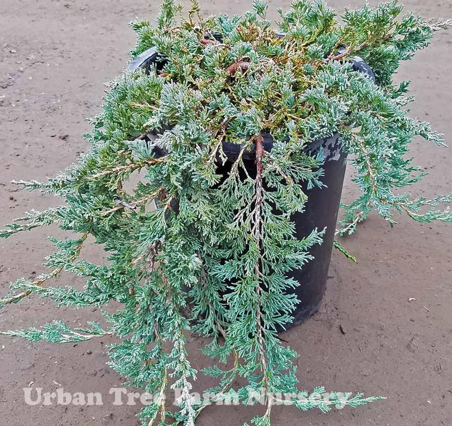 Juniperus Horizontalis Wiltonii Standard - View 17 from www redcrocus com