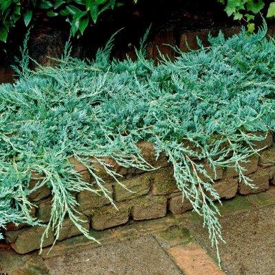 Juniperus Horizontalis Wiltonii Standard - View 18 from www redcrocus com