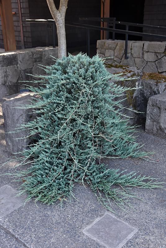 Juniperus Horizontalis Wiltonii Standard - View 2 from www redcrocus com
