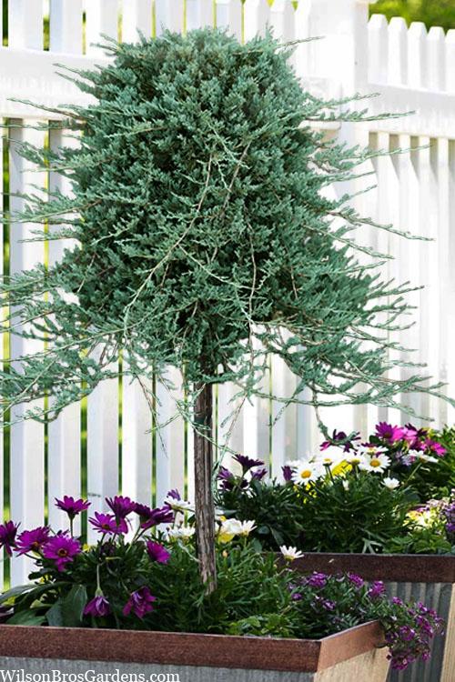 Juniperus Horizontalis Wiltonii Standard - View 3 from www redcrocus com