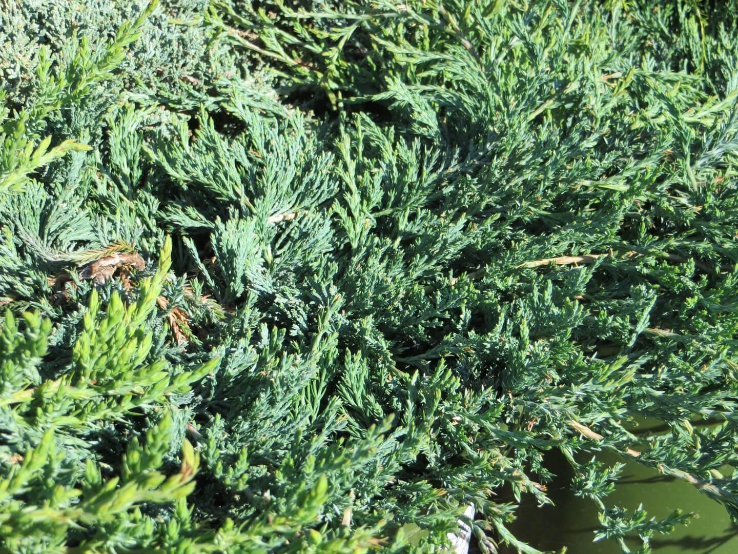 Juniperus Horizontalis Wiltonii Standard - View 9 from www redcrocus com
