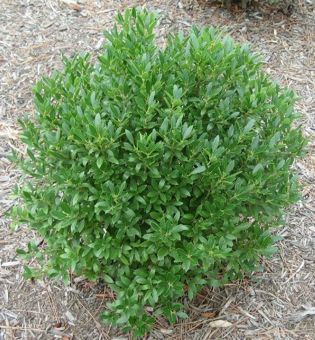 Ilex Glabra Gem Box - View 12 from www redcrocus com