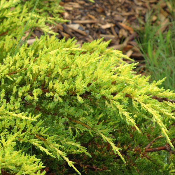 Juniperus Chinensis Daub S Frosted Standard - View 17 from www redcrocus com