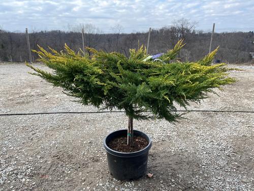 Juniperus Chinensis Daub S Frosted Standard - View 1 from www redcrocus com