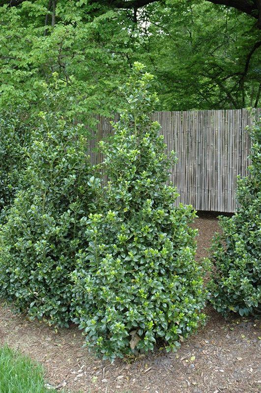 Ilex Meserveae 'castle Spire' - View 10 from www redcrocus com