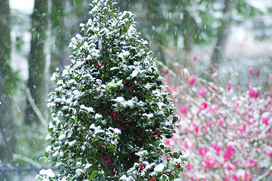 Ilex Meserveae 'castle Spire' - View 11 from www redcrocus com