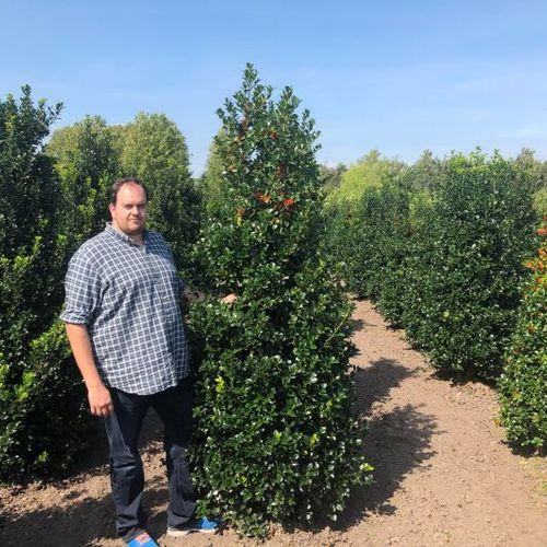 Ilex Meserveae 'castle Spire' - View 13 from www redcrocus com
