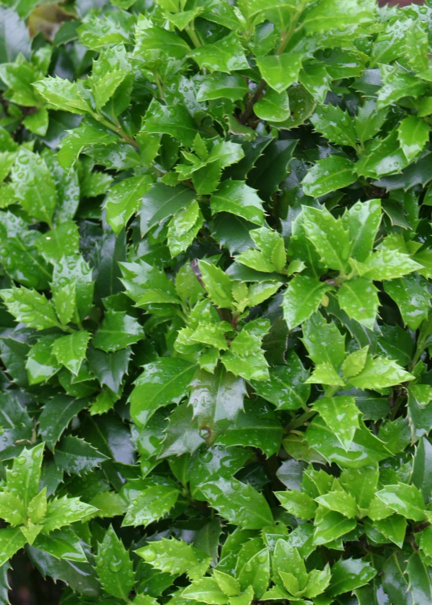 Ilex Meserveae 'castle Spire' - View 16 from www redcrocus com