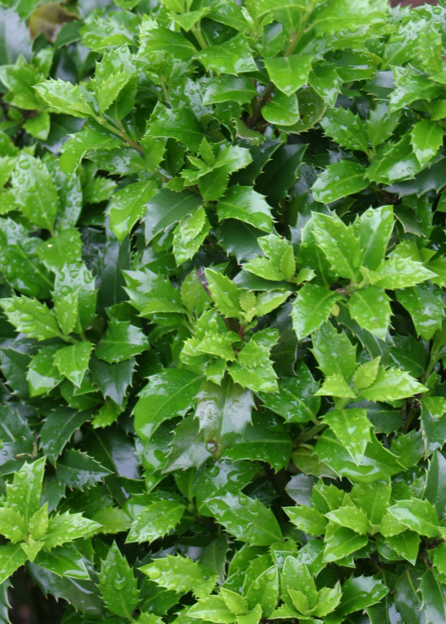 Ilex Meserveae 'castle Spire' - View 16 from www redcrocus com