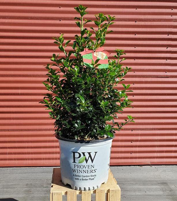 Ilex Meserveae 'castle Spire' - View 17 from www redcrocus com