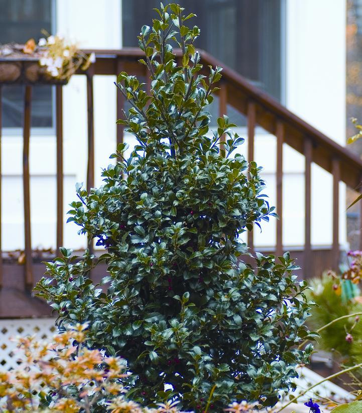 Ilex Meserveae 'castle Spire' - View 19 from www redcrocus com