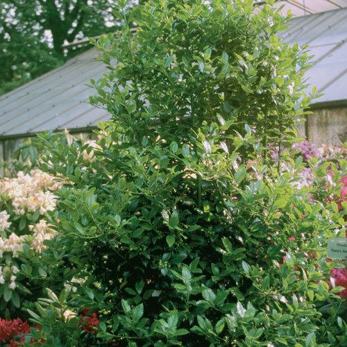Ilex Meserveae 'castle Spire' - View 20 from www redcrocus com