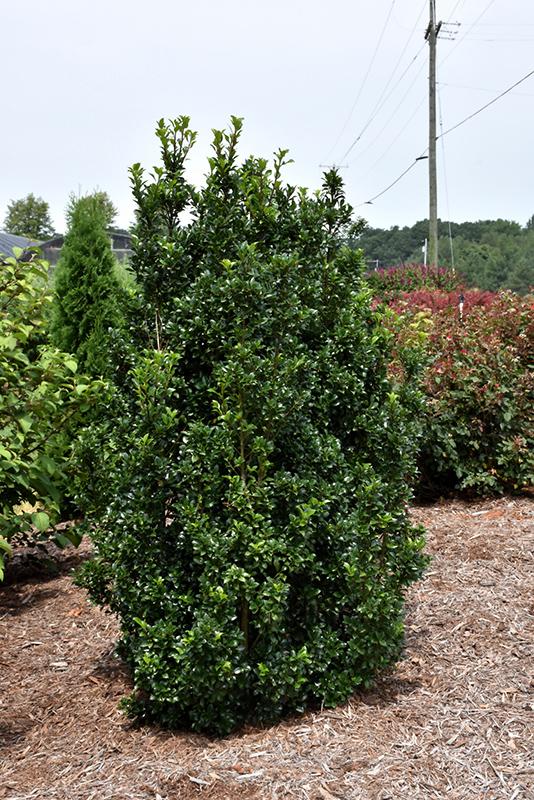 Ilex Meserveae 'castle Spire' - View 23 from www redcrocus com