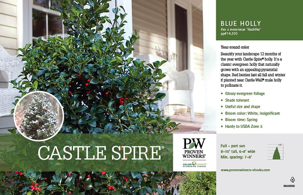 Ilex Meserveae 'castle Spire' - View 24 from www redcrocus com