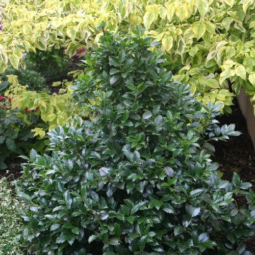 Ilex Meserveae 'castle Spire' - View 25 from www redcrocus com