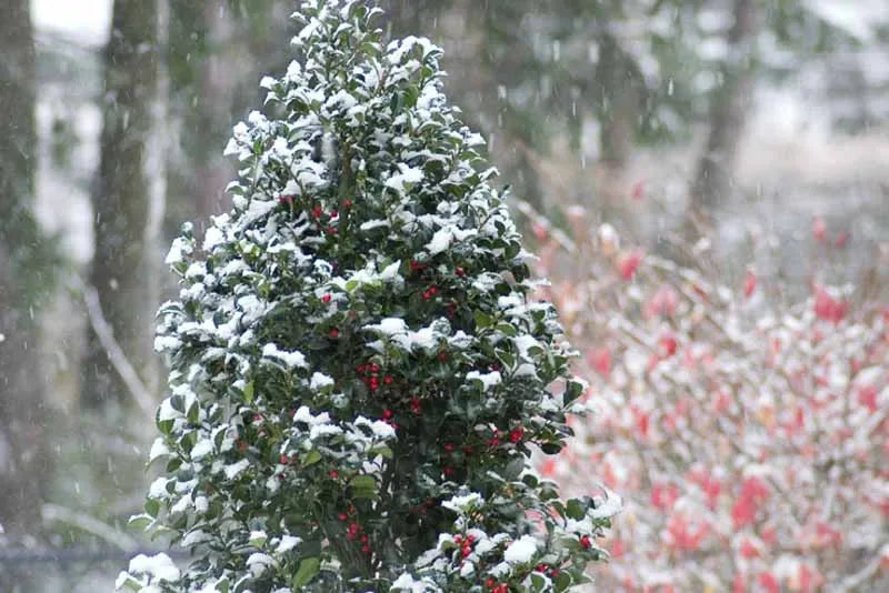 Ilex Meserveae 'castle Spire' - View 27 from www redcrocus com