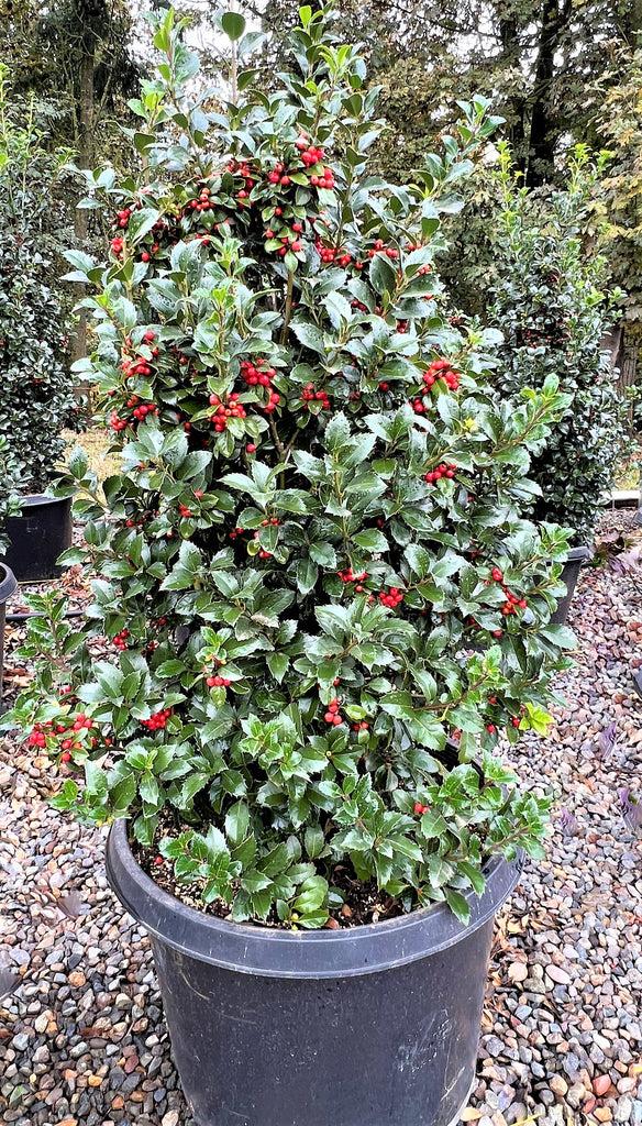 Ilex Meserveae 'castle Spire' - View 28 from www redcrocus com