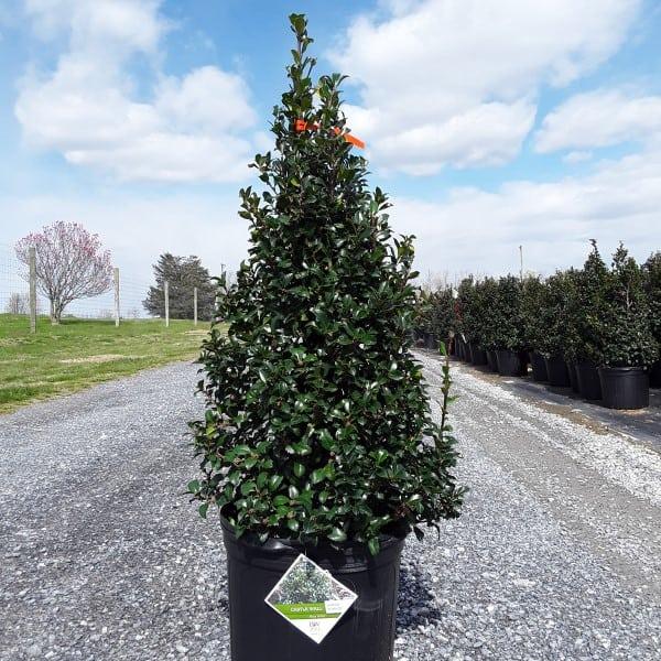 Ilex Meserveae 'castle Spire' - View 30 from www redcrocus com