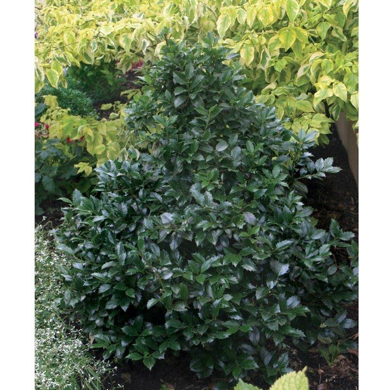 Ilex Meserveae 'castle Spire' - View 32 from www redcrocus com