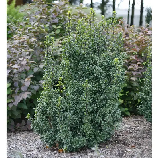 Ilex Meserveae 'castle Spire' - View 33 from www redcrocus com