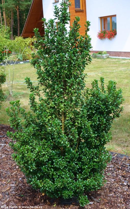Ilex Meserveae 'castle Spire' - View 35 from www redcrocus com