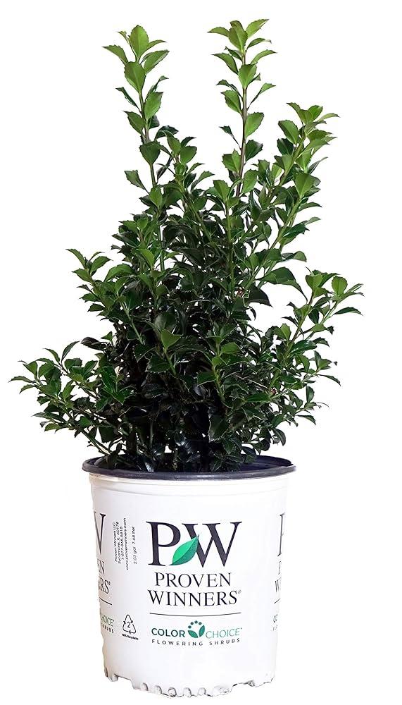 Ilex Meserveae 'castle Spire' - View 36 from www redcrocus com