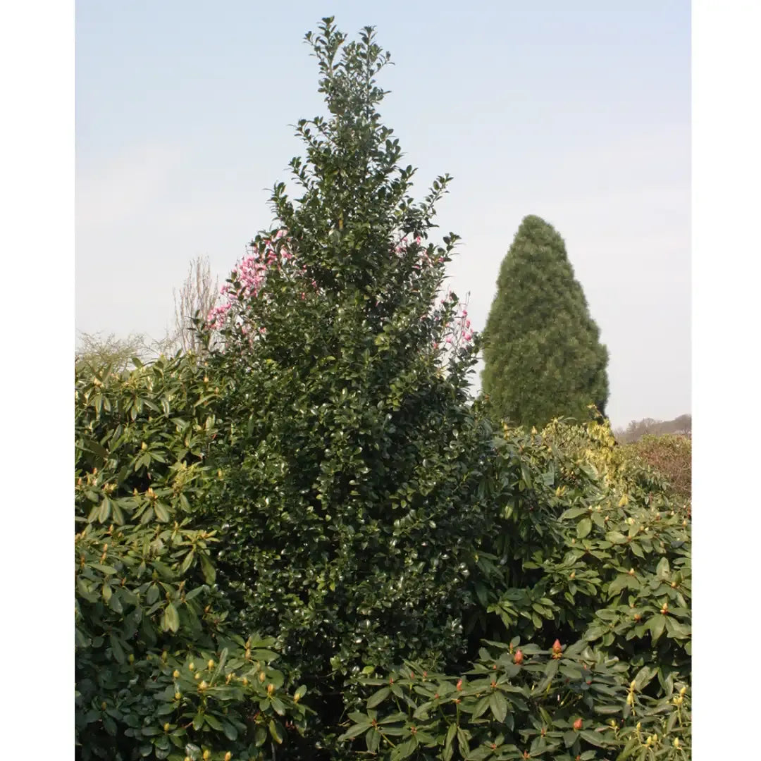Ilex Meserveae 'castle Spire' - View 38 from www redcrocus com