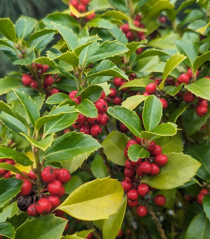 Ilex Meserveae 'castle Spire' - View 39 from www redcrocus com