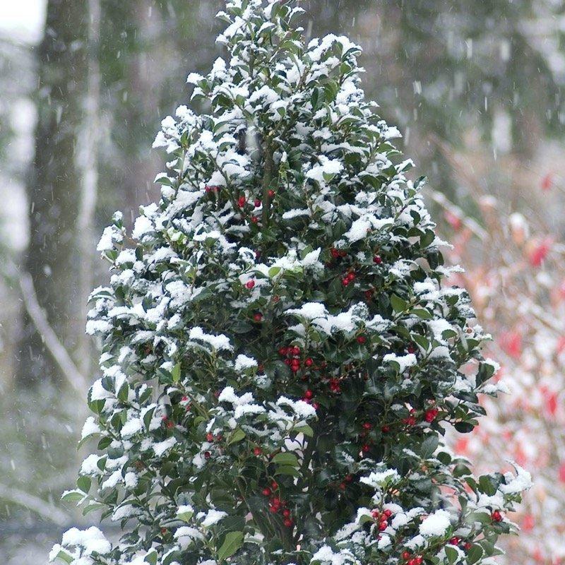 Ilex Meserveae 'castle Spire' - View 3 from www redcrocus com