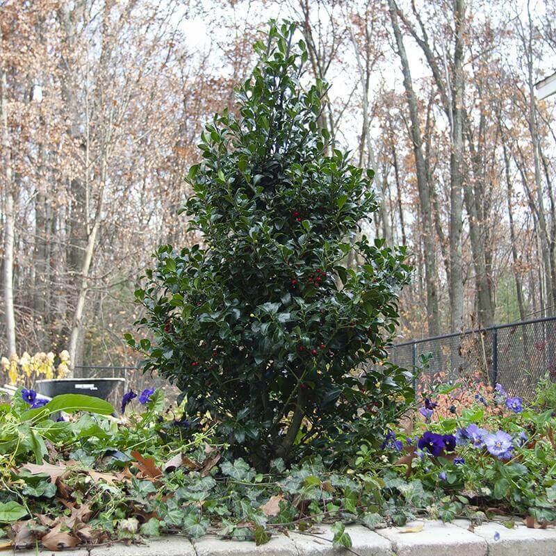 Ilex Meserveae 'castle Spire' - View 40 from www redcrocus com