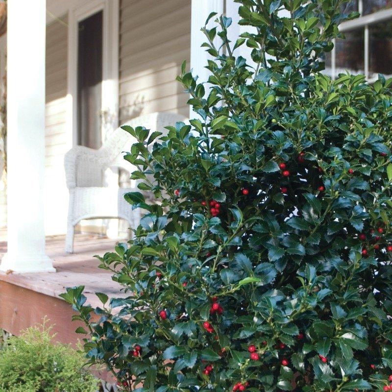 Ilex Meserveae 'castle Spire' - View 4 from www redcrocus com