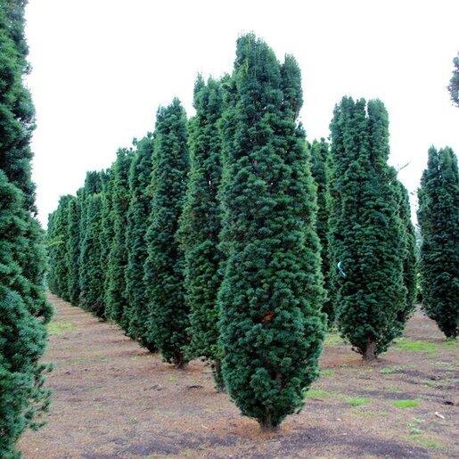 Taxus Media 'fastigiata' - View 11 from www redcrocus com