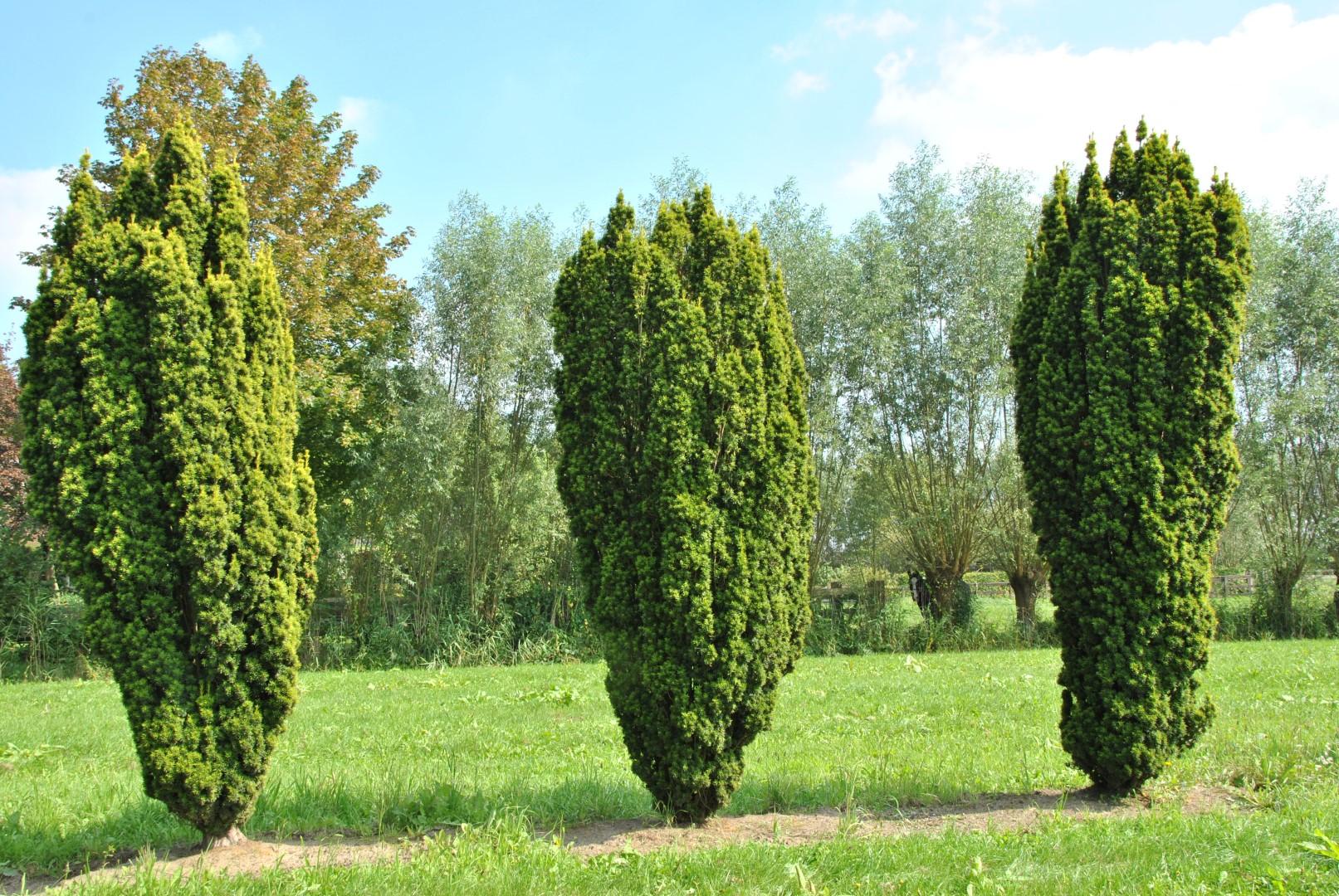 Taxus Media 'fastigiata' - View 13 from www redcrocus com