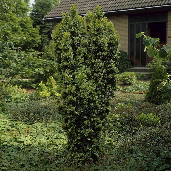 Taxus Media 'fastigiata' - View 14 from www redcrocus com