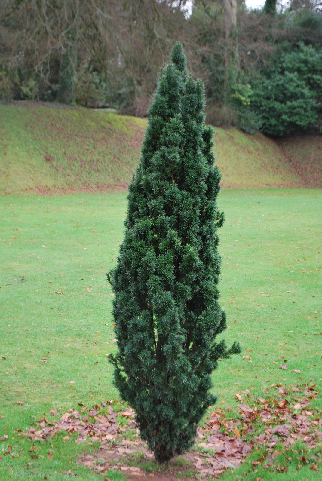 Taxus Media 'fastigiata' - View 15 from www redcrocus com