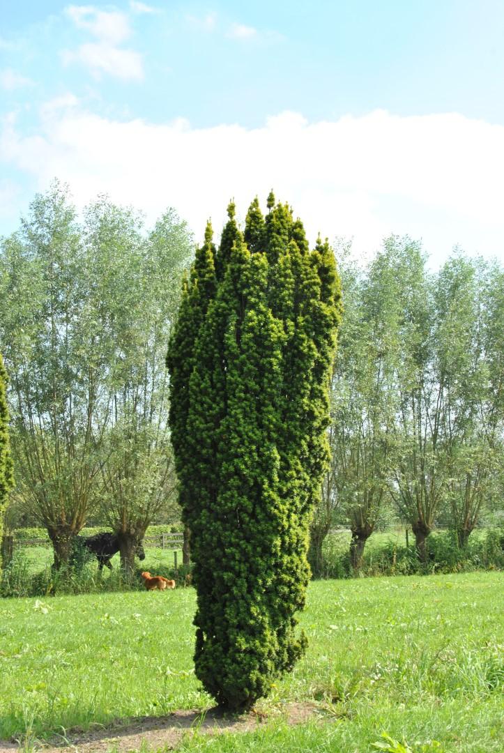 Taxus Media 'fastigiata' - View 16 from www redcrocus com